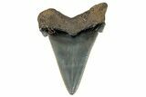Serrated Angustidens Tooth - Megalodon Ancestor #269963-1